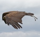 Bald Eagle on a Flight