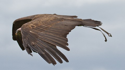 Bald Eagle on a Flight