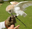 Barn Owl lands during Display