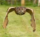 Owl swoops in