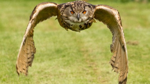 Owl swoops in